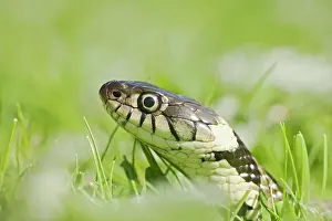 Natrix: Grass Snake - side view, close up moving through grass