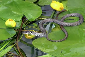 Waterlilies: Grass Snake - on waterlily leaves, entering water