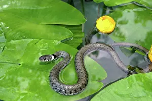 Waterlilies: Grass Snake - on waterlily leaves, in water