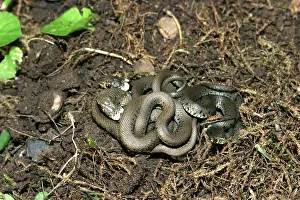 Entwined: Grass Snake - young entwined on ground
