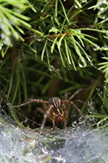 Weaver: Grass Spider