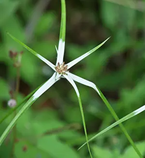 Trinidad: Grass-star / Star-grass Trinidad