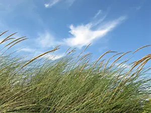 Swinging: grass swinging in the wind