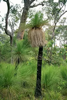 Xanthorrhoea: Grass Tree / 'Black BoysI