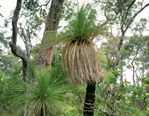 Xanthorrhoea: Grass Tree / 'Black BoysI