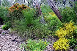 Xanthorrhoea: Grass-tree / Blackboy with flowering Coral Vine