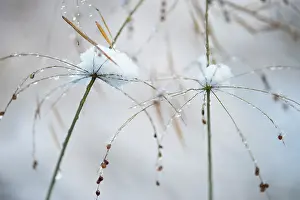 Millet: Grass, Waterfall millet, Phaenosperma globosa in