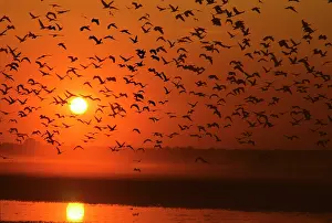 Eytoni: Grass Whistle / plumed Whistle DUCKS - in flight at sunset