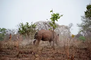 Scenting: Grass / White Rhinoceros - marking territory with urine