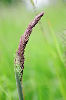 Lanatus: Grass, Yorkshire fog grass