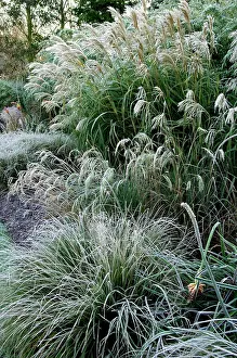 Carex: Grasses - Miscanthus sinensis Graziella'; Carex