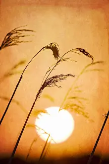300119: Grasses with Setting Sun Textured Image - Norfolk UK