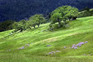 Prairie: Grasses and trees, Dolason Prairie just off Bald