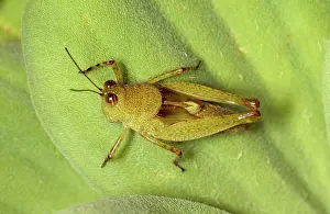 Grasshoppers: Grasshopper