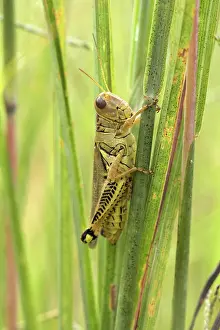 Blades: Grasshopper