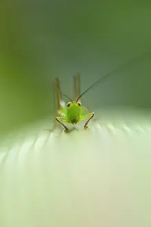Barat: Grasshopper