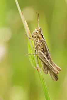 Groningen: Grasshopper