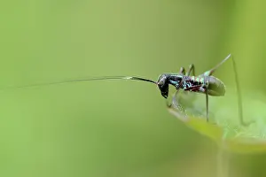 Barat: Grasshopper