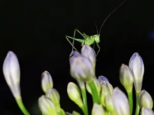 Caelifera: Grasshopper