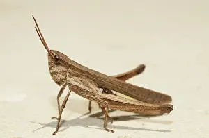 Caelifera: Grasshopper