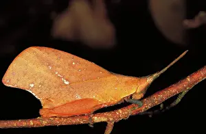 Bugs: Grasshopper