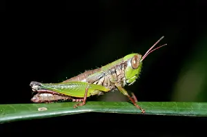 Grasshopper: Grasshopper