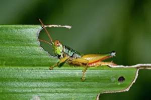 Grasshopper: Grasshopper