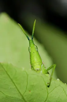 Hexapod: Grasshopper