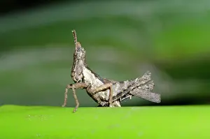 January: Grasshopper