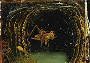 Orthopteran: Grasshopper in Amber
