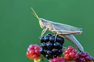 Blackberry: Grasshopper on blackberry, Wagenfeld, Lower Saxony
