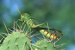 Cactus: GRASSHOPPER ON CACTUS - (12 cm / 5 inches long)