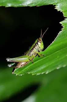 Grasshopper: Grasshopper eating leaf