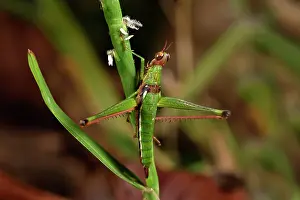 Andasibe: Grasshopper (Eumastacidae sp), Andasibe, Perinet