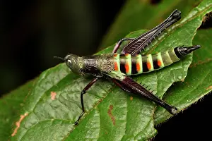 Andasibe: Grasshopper (Euschmidtiidae sp) on a leaf, Andasibe