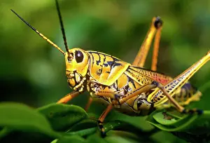 Greg: Grasshopper, Everglades National Park, Florida