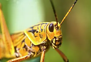 Greg: Grasshopper, Everglades National Park, Florida