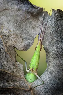 Acrididae: Grasshopper facing out from an hole in a leaf