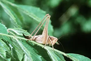 Pascal Goetgheluck: GRASSHOPPER - female, on plant