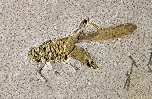 Locust: Grasshopper Fossil