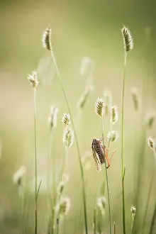 Gramineae: Grasshopper (Gampsocleis sedakovii) on a grass Tsaritsyn