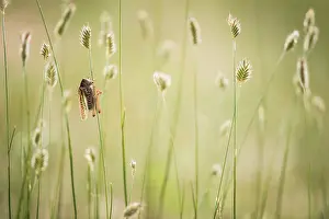 Gramineae: Grasshopper (Gampsocleis sedakovii) on a grass Tsaritsyn