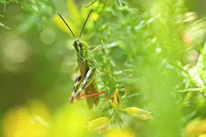Gorse: Grasshopper on Gorse Bush