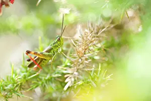 Gorse: Grasshopper on Gorse Bush