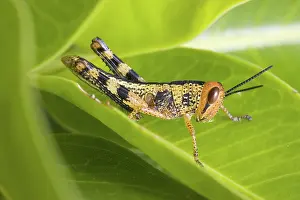 Instar: Grasshopper juvenile instar