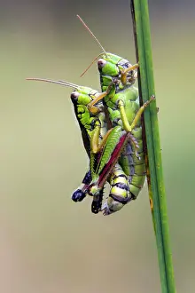 Peat: Grasshopper (Miramella subalpina), Couple sitting