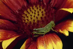 Orthopteran: Grasshopper Nymph