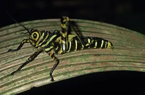 Belizean: Grasshopper Nymph