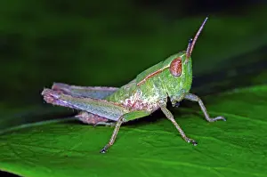 Nymph: Grasshopper Nymph