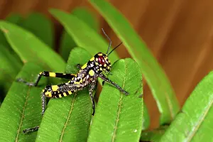 Andasibe: Grasshopper (Orthoptera sp), Andasibe, Perinet